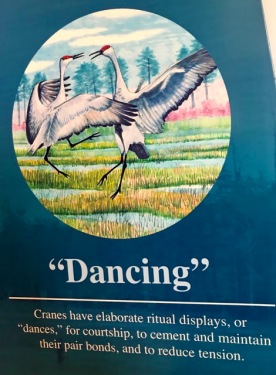 2019 03 dance cranes